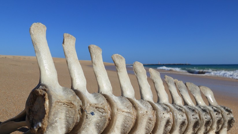 Revelan el misterio de los esqueletos hallados en una costa argentina