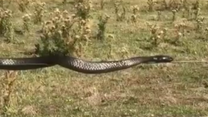 Funambulismo animal: Una enorme serpiente se balancea en un alambrado (VIDEO)