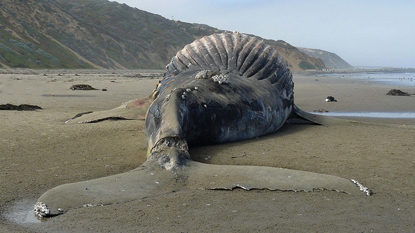 Chile: Se graban sobre una ballena azul muerta y desatan la indignación en las redes sociales