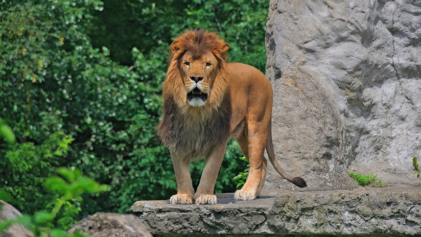 VIDEO: Un hombre salta al recinto de una leona en un zoo y se juega la vida