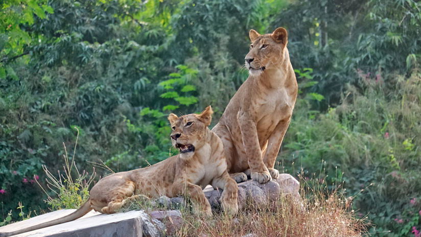 VIDEO: El aterrador momento en que unos leones atacan el auto de una familia en un parque safari