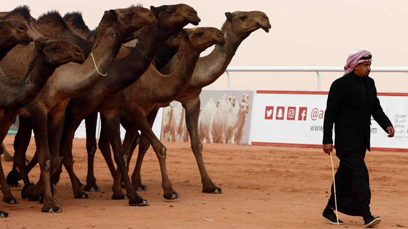 Multan a los dueños que inyectaron bótox a sus camellos en un concurso de belleza saudita