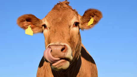 Una vaca se fuga de un matadero y nada hasta una isla desierta para comenzar una nueva vida (FOTOS)