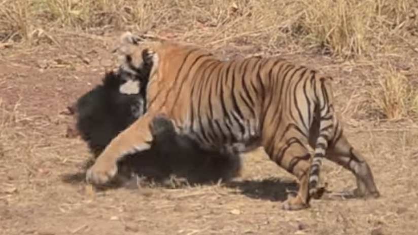 Publican video de la encarnizada pelea de un tigre con una osa