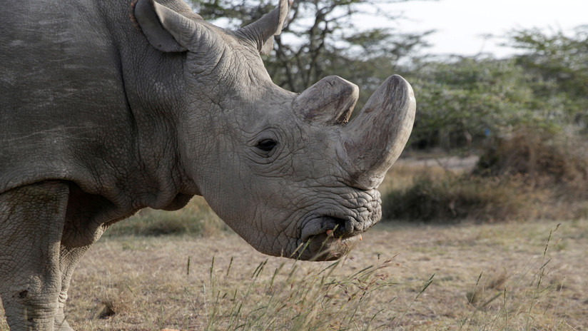 El último rinoceronte blanco del norte, vigilado con armas las 24 horas, está al borde de la muerte