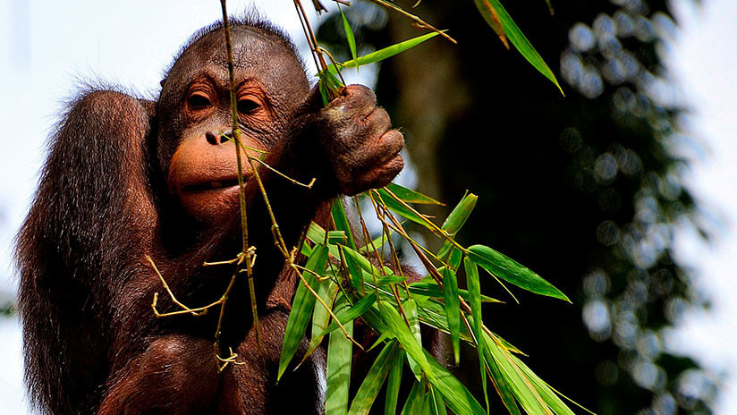 VIDEO: Un orangután fumador causa controversia en las redes sociales