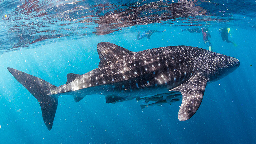 IMAGEN ESPECTACULAR: Un tiburón ballena acecha a un barco de turistas en Australia