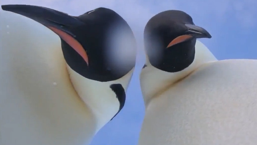 VIDEO: Dos curiosos pingüinos de la Antártida hallan una cámara y se hacen un gracioso selfie