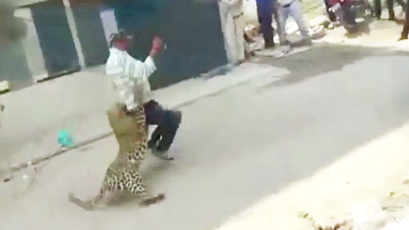 VIDEO: Un leopardo salvaje desata el pánico en las calles de una ciudad india