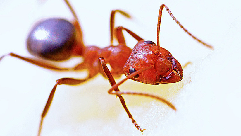 Cómo 250.000 hormigas de fuego salvaron la vida a una paracaidista