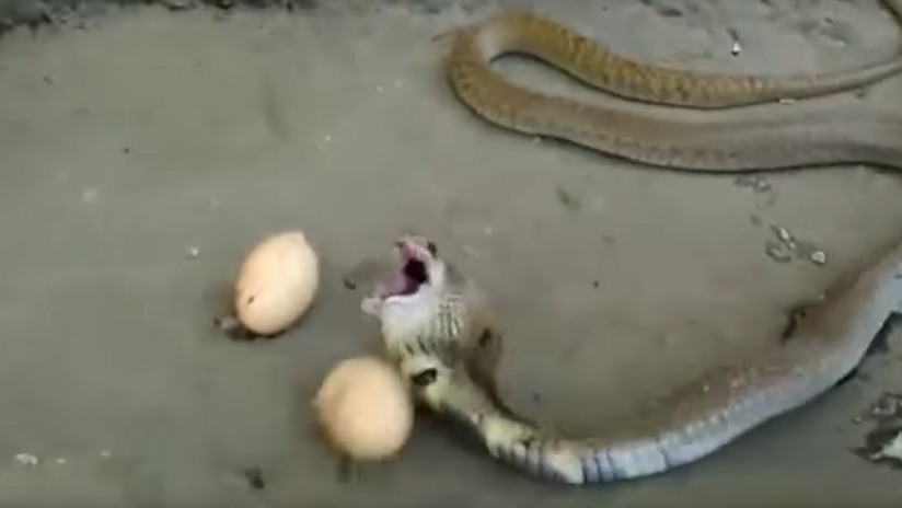 VIDEO: Pillan in fraganti a una cobra que se tragó tres grandes huevos