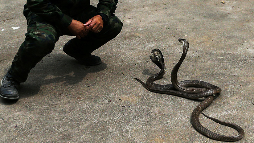 Muere un famoso domador de serpientes intentando capturar una cobra