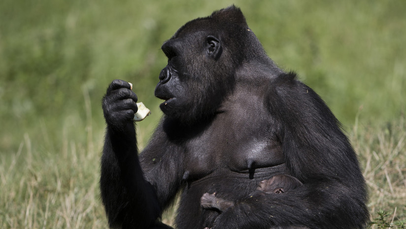VIDEO: Un gorila deja atónito a los turistas al 'evolucionar' frente a sus ojos