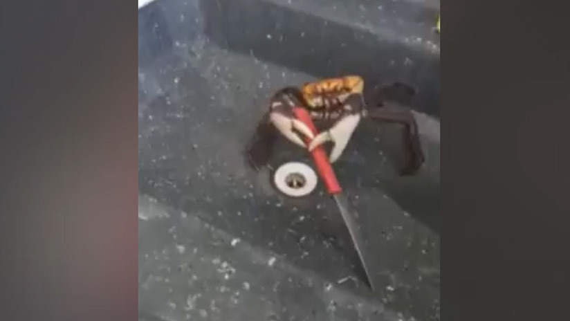 VIDEO: Un cangrejo de Brasil se defiende con un cuchillo de un cocinero