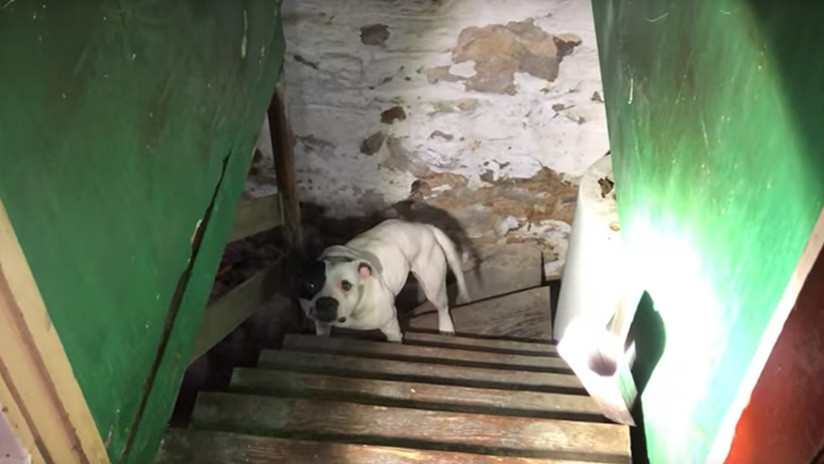 VIDEO: Hallan a un perro encadenado en el sótano de una casa (y su reacción es imperdible)