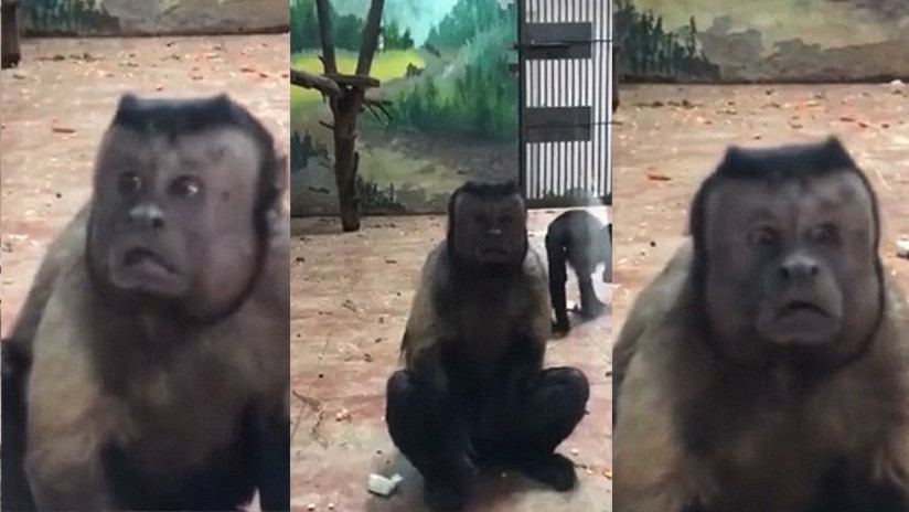 China: Un mono con cara 'humana' y aspecto depresivo es la atracción de un zoológico (VIDEO)