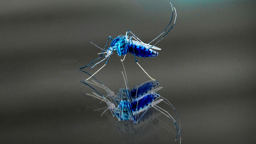 Crean un radar para salvar al mundo de los mosquitos asesinos