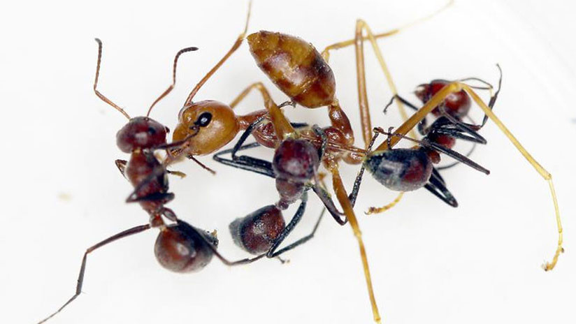 FOTOS: Descubren una especie totalmente nueva de 'hormigas explosivas'