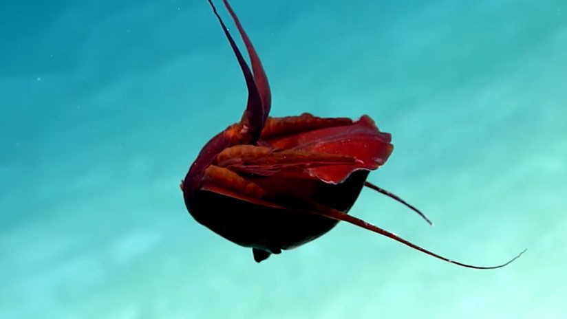 VIDEO: Descubren una "extraña" criatura en el golfo de México