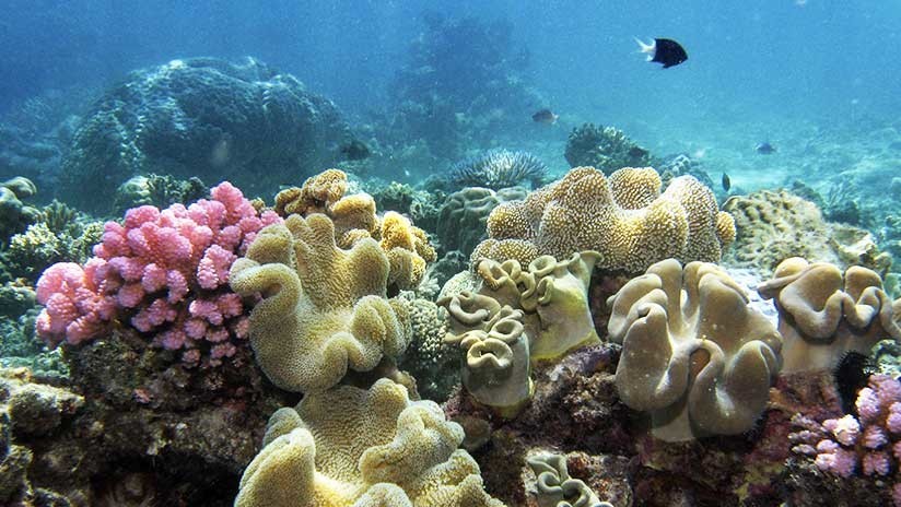 "El ecosistema ya no es el mismo": La Gran Barrera de Coral de Australia, al borde del abismo