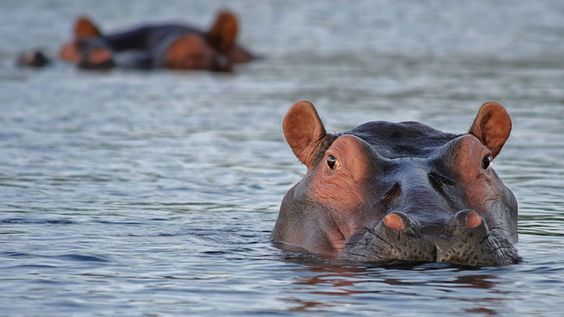 Excrementos de hipopótamos asfixian a los peces en un río africano