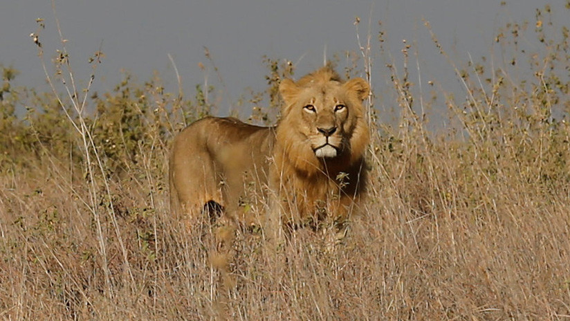 Visitantes no deseados: filman una feroz pelea entre leones por su territorio