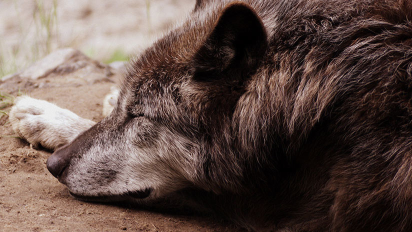Foto: Un ranchero de Montana mata a un misterioso animal parecido a un lobo