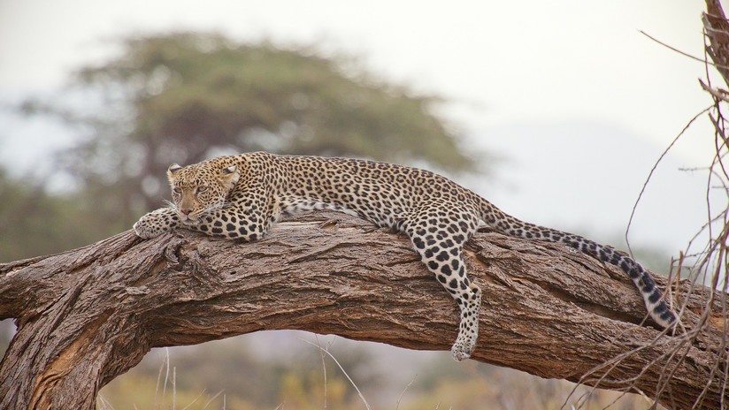 VIDEO: Hallan a un leopardo atrapado en un pozo y lo salvan con ingenio