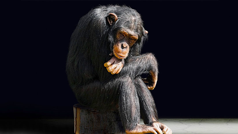 VIDEO: Un popular bloguero hace fumar a un mono y las redes se indignan