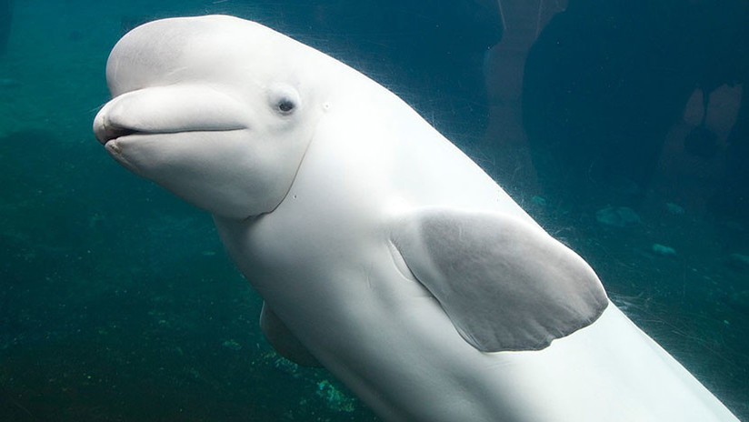 VIDEO: Le pinta los 'labios' a una beluga (y causa polémica)