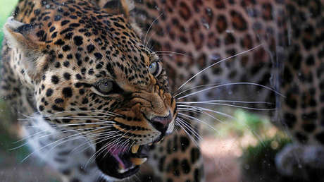 VIDEO: Una perra ataca y persigue a un leopardo feroz para salvar a su cachorro