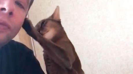 VIDEO: Un gato le muestra todo su afecto a su dueño… para conseguir un apetitoso pollo asado