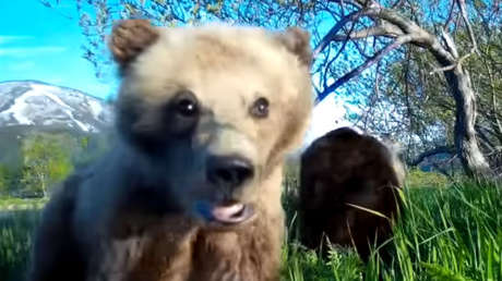 VIDEO: Un osezno se toma un entrañable video 'selfie' en Rusia