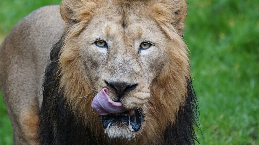 Unos leones devoran a tres cazadores furtivos que querían mutilar rinocerontes en Sudáfrica
