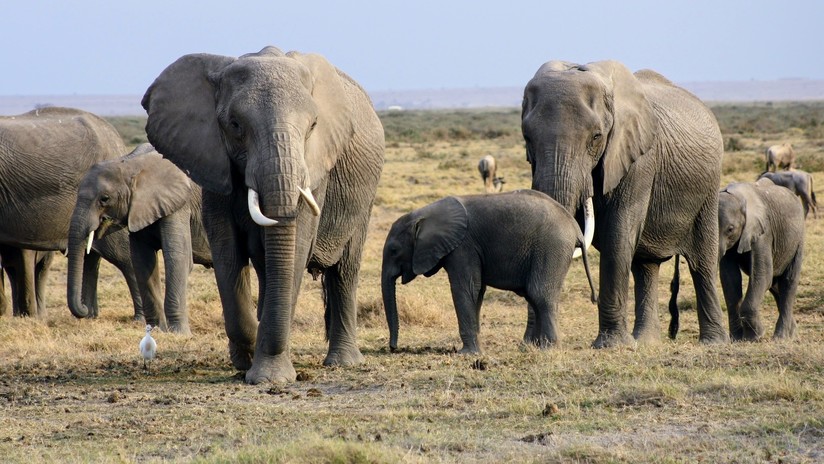 Descubren un gen 'zombi' que protege a los elefantes contra el cáncer