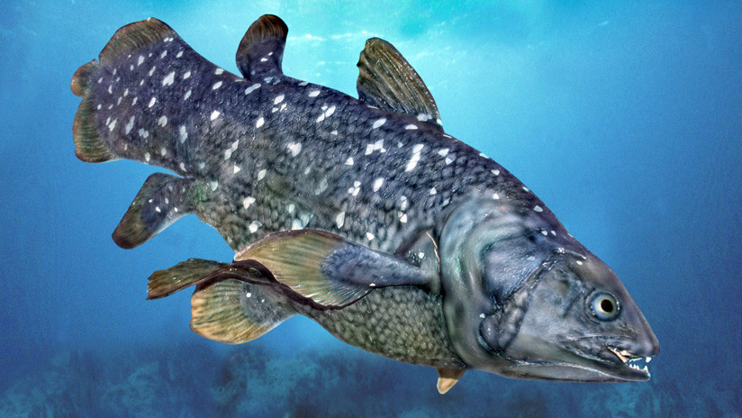 Petrolera amenaza a los últimos ejemplares de un pez que sobrevivió a los dinosaurios
