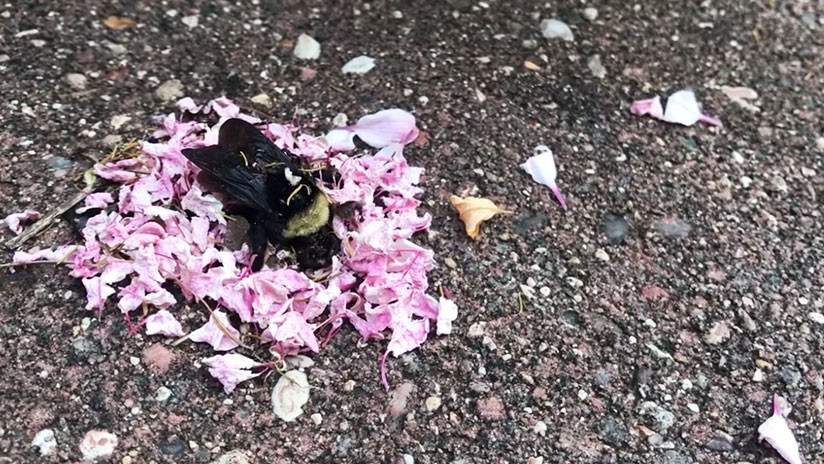 VIDEO: Hormigas cubren con pétalos a una abeja muerta en un extraño 'ritual'