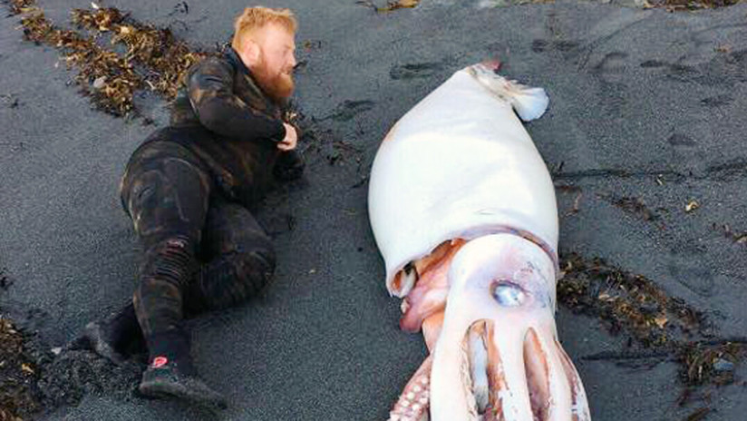 FOTOS: Hallan un calamar gigante en Nueva Zelanda