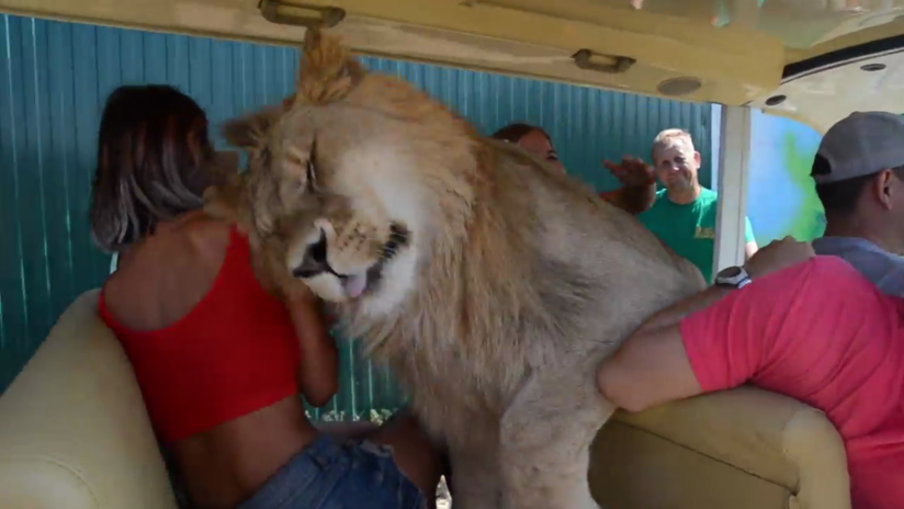 VIDEO: Un león salta a un vehículo lleno de turistas y les regala una impresión inolvidable