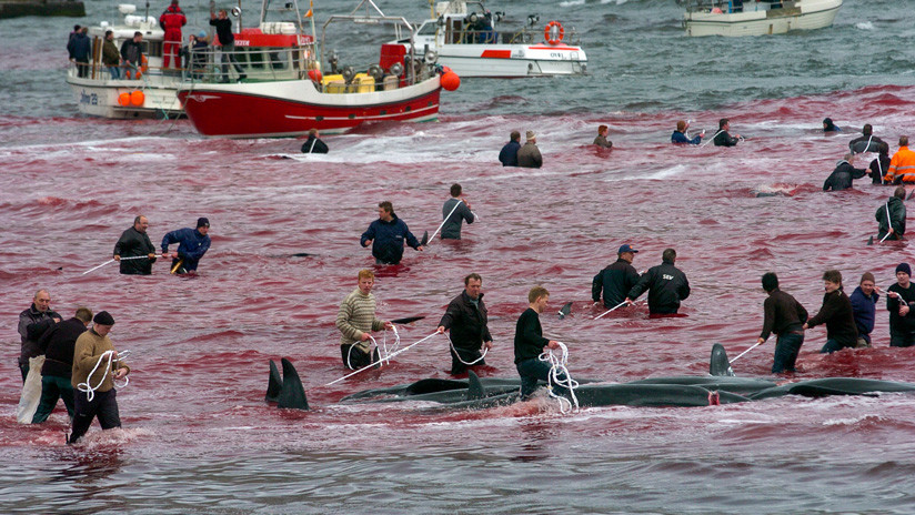 Transmiten en vivo la nueva masacre de cetáceos en las islas Feroe