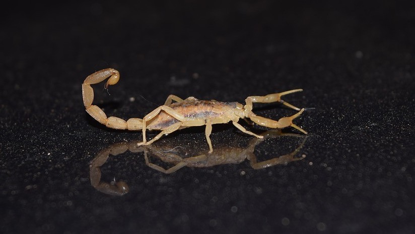 Escorpión mortífero pica varias veces a bebé recién nacida y esta sobrevive