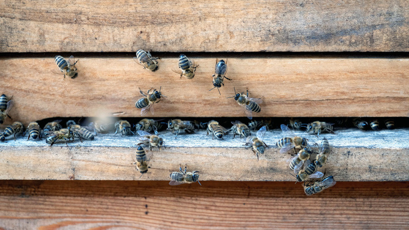 El glifosato de Monsanto causa daños mortales en las abejas