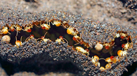 Hallan colonias de termitas hembras que se reproducen sin ayuda de machos - RT