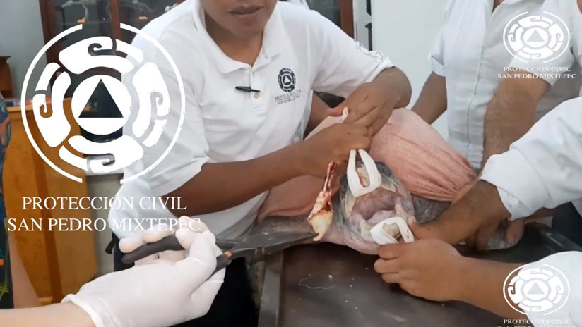 VIDEO: Extraen un plástico atorado en la nariz de una tortuga que ponía en peligro su vida