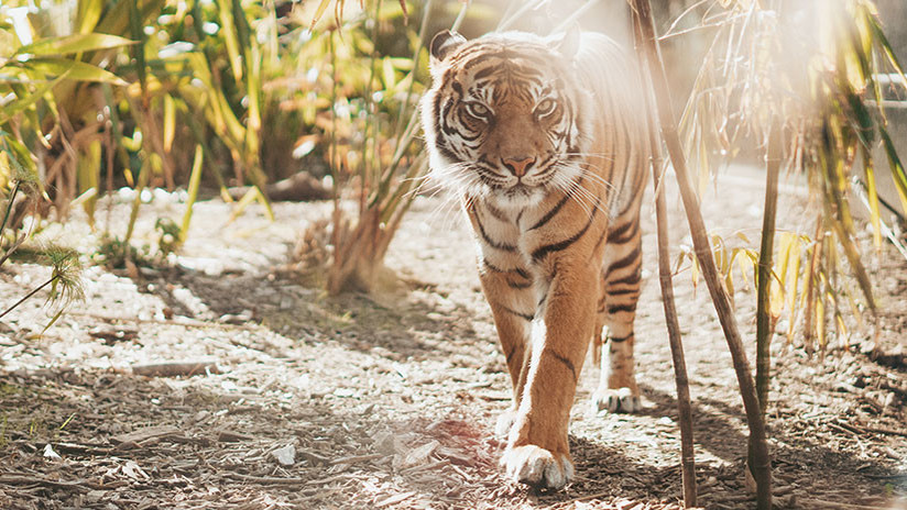 Colonia Calvin Klein podría ser la clave para dar con un tigre asesino en India