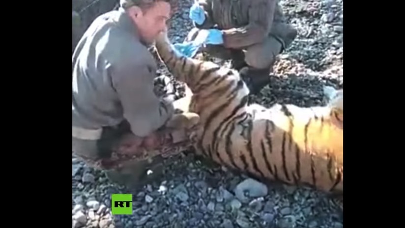 VIDEO: Expertos capturan en el Oriente Lejano ruso a un tigre de Amur por su extraño comportamiento