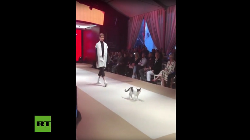 VIDEO: Un gato callejero se convierte en estrella de un desfile de moda
