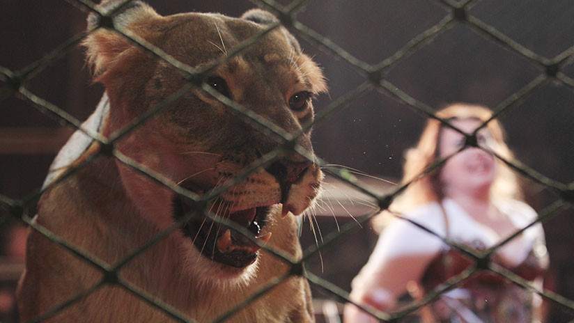 Rusia: La niña atacada por una leona en el circo entra en coma