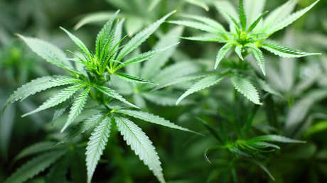 La regulación del cannabis en España: 3.300 millones de euros para el Estado y 100.000 trabajos
