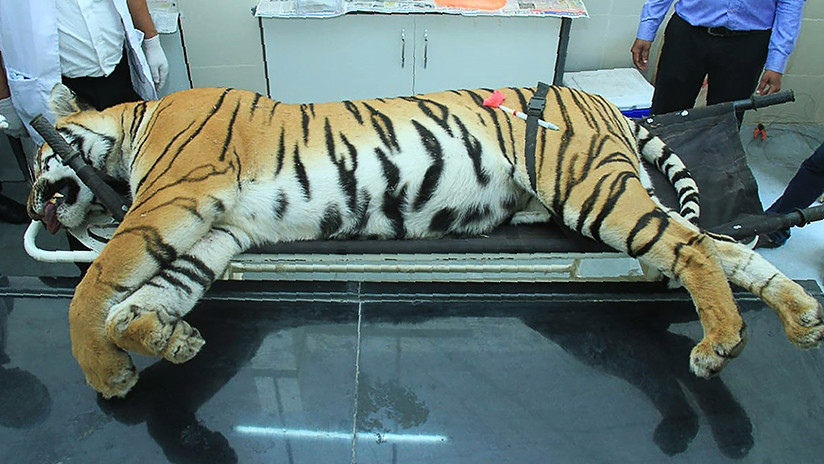 Abatida una tigresa de una "inteligencia inusual" tras dos años matando humanos en la India